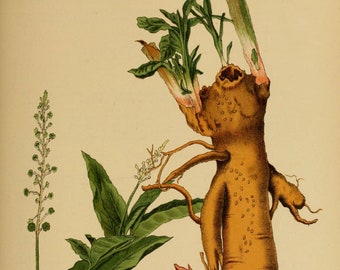 175 Vintage Botanical Illustrations - American Native Medicinal Plants