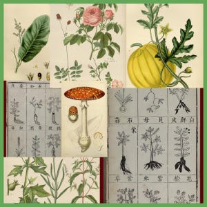 1.110 ex-libris de botânica medicinal dos séculos XVIII e XIX em diversos recursos históricos de Matéria Médica e Plantarum