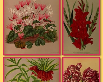 800 hi res Vintage Botanical Illustrations and Watercolors