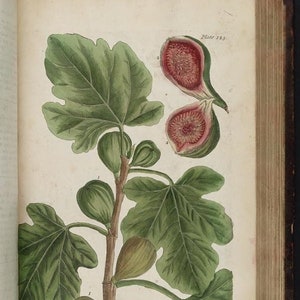 Ilustrações de 495 páginas de ervas medicinais de "A Curious Herbal", de Elizabeth Blackwell, século XVIII.