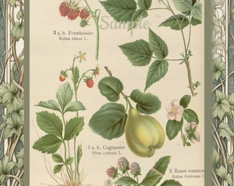 May include: Botanical illustration featuring various plants and fruits, including raspberries, strawberries, and a quince. The artwork has a vintage style with detailed depictions of leaves, flowers, and fruit. The text "Sample" is visible.
