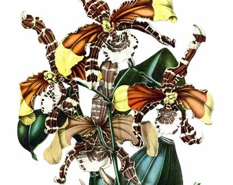 Collage and Decoupage Illustrations - Collection VI -200 Plants and Flowers For Home Gardens