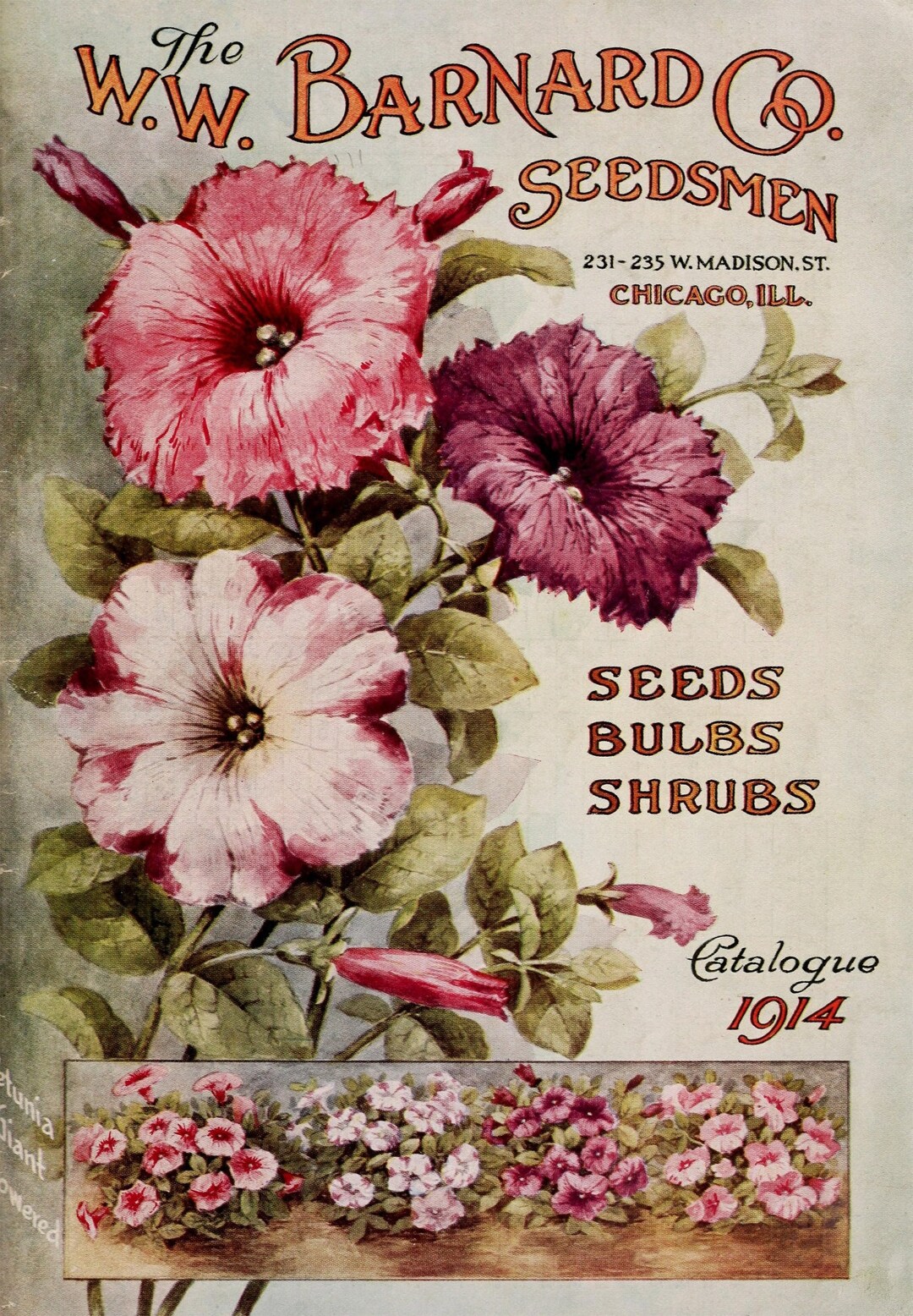 75 Vintage Seed Packets and Nursery Catalog Covers Etsy