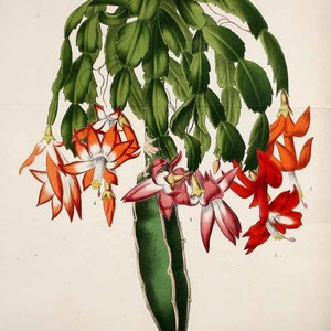 70 ilustraciones botánicas antiguas de cactus y suculentas, extraídas de registros botánicos del siglo XIX, anatómicamente correctas ~