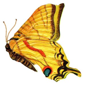385 Colorful Vintage Butterflies and Moth Realistic illustrations in high quality print output .tif format