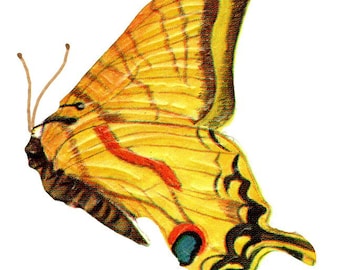 385 Colorful Vintage Butterflies and Moth Realistic illustrations in high quality print output .tif format