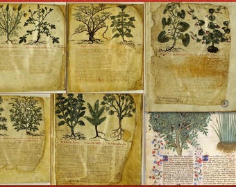 Curated Double Set-360 Ornate Medieval Herbal Medicine Manuscripts