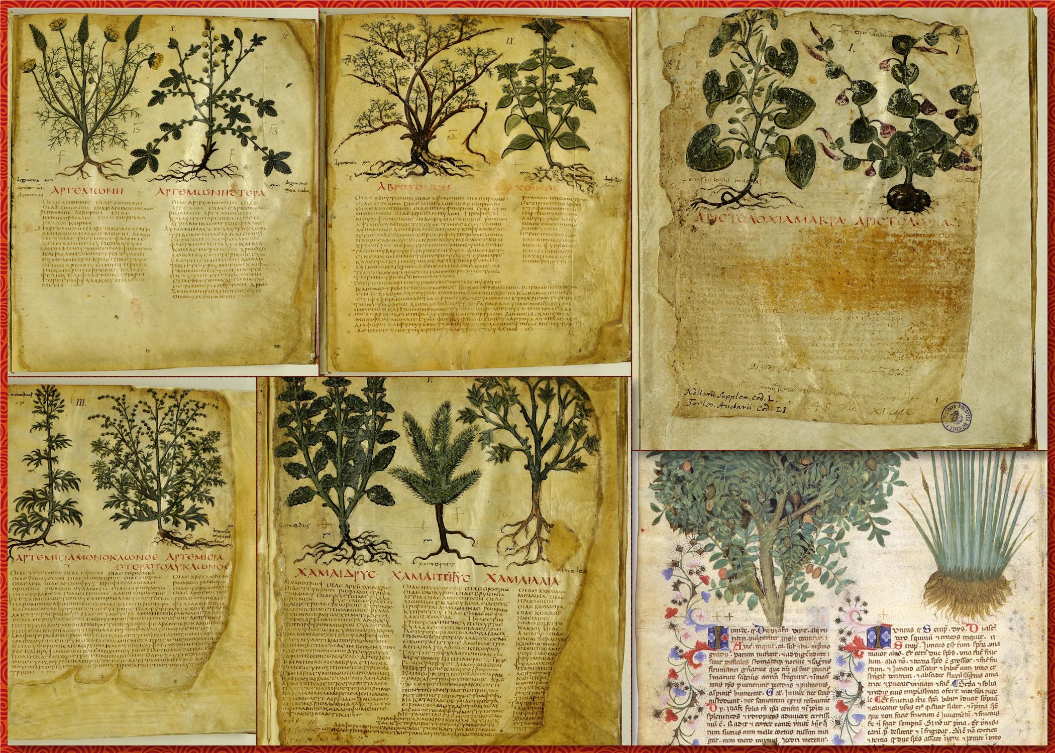 Curated Double Set-360 Ornate Medieval Herbal Medicine Manuscripts