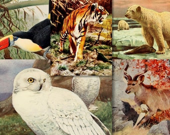 Colección seleccionada de 2790 ilustraciones antiguas: animales domésticos, vida salvaje y la vida al aire libre