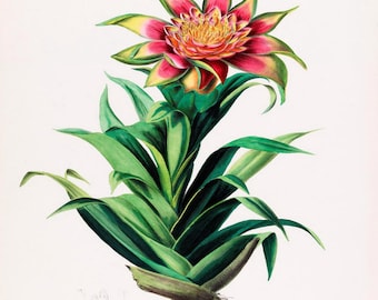 25 Printable Notecards - Etienne Denisse Vintage French Botanical Lithographs 300 dpi