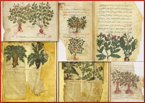 Curated Double Set-360 Ornate Medieval Herbal Medicine Manuscripts