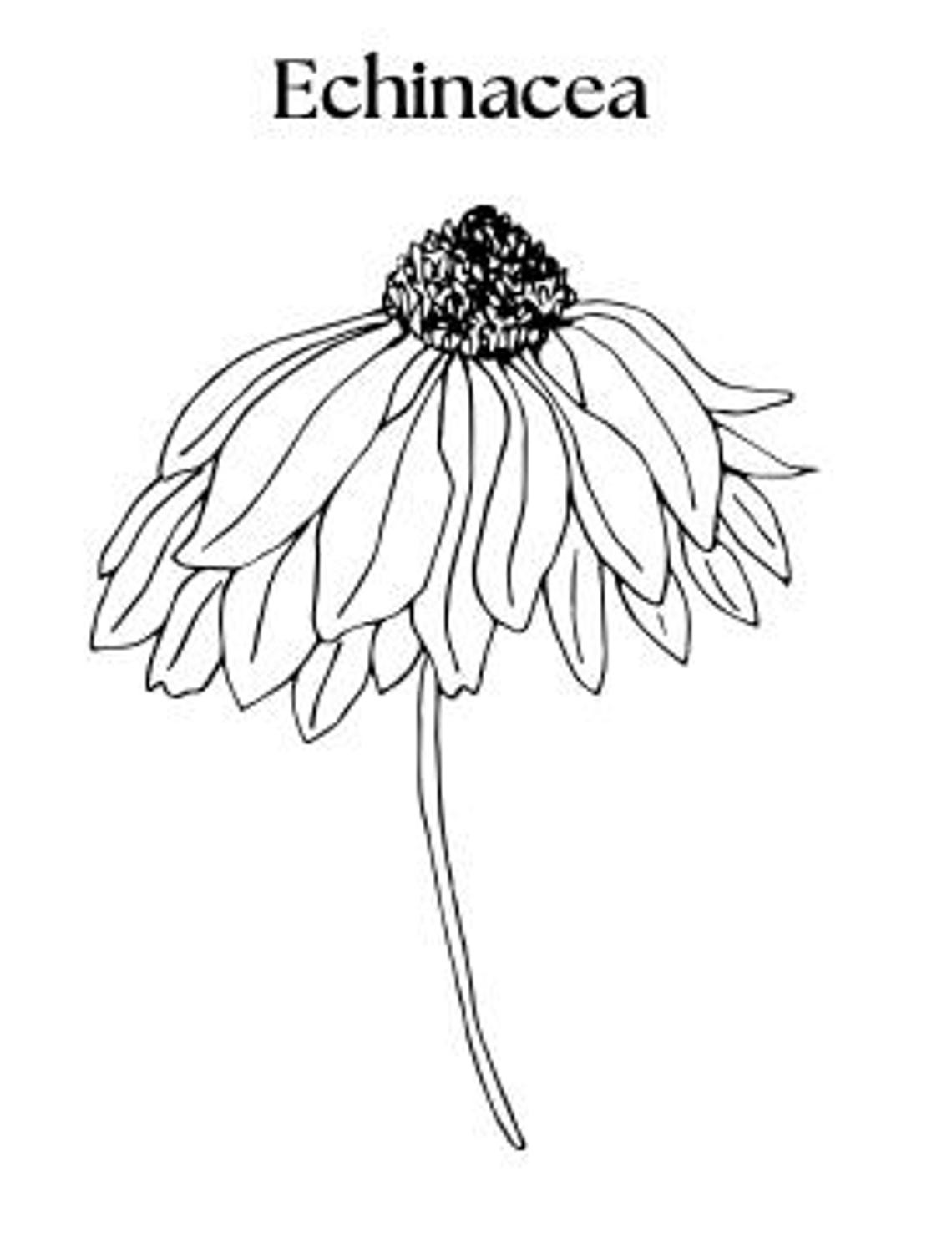 Flowers - an A-Z Coloring Book for All Ages - Etsy