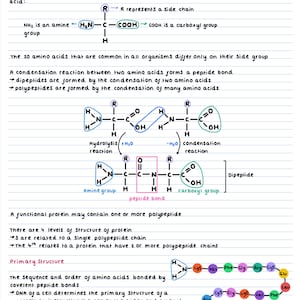A-Level AQA biology biological molecules notes