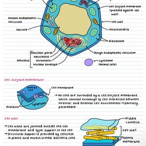 A-Level AQA biology cells