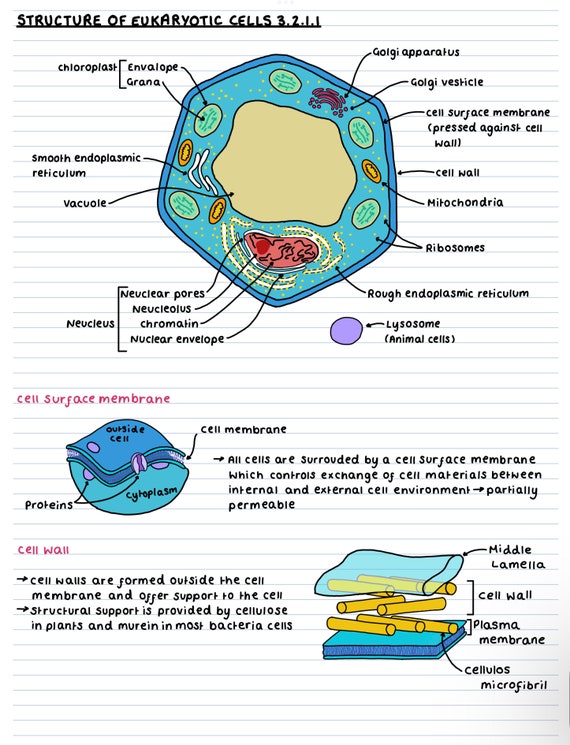 Alevel Biology Aqa Notes Structure Of Eukaryotic Cells Eukaryotic Cell