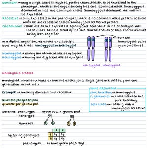 A-Level AQA biology genetics, populations, evolutions and ecosystems notes