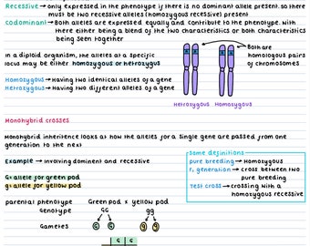 May include: Handwritten notes on a white background explaining the concepts of genotype, phenotype, dominant, recessive, codominant, homozygous, heterozygous, and monohybrid crosses. The notes include a diagram of chromosomes with alleles. The notes also include an example of a monohybrid cross involving green and yellow pea pods.