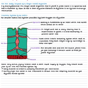 May include: Diagram of an insect's tracheal system, showing the spiracle, exoskeleton, trachea, and tracheoles. The text explains how the system provides oxygen to the insect's muscles for faster diffusion.