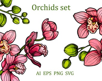 pink orchid flowers clipart SVG, PNG, EPS orchid vector