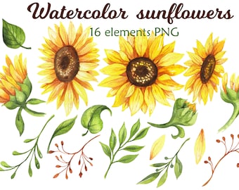 Sunflower set, Watercolor clipart Sunflower PNG, Floral Botanical clipart