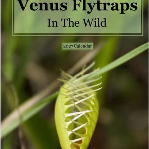 May include: A 2027 wall calendar featuring a photograph of a green Venus flytrap plant. The cover displays the text Venus Flytraps In The Wild and 2027 Calendar in black lettering against a light green background with a spiral wire binding.
