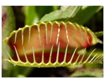 Venus Flytrap closeup-macro nature print-carnivorous plant art