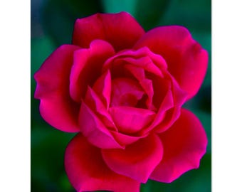 Red China Rose-Floral Photography Print- Moody Flower Wall Art