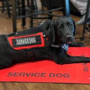 May include: A black Labrador retriever lying down on a rectangular red mat with the text SERVICE DOG printed in black. The dog wears a red harness featuring a black patch with the white text SERVICE DOG and a light blue collar around its neck.