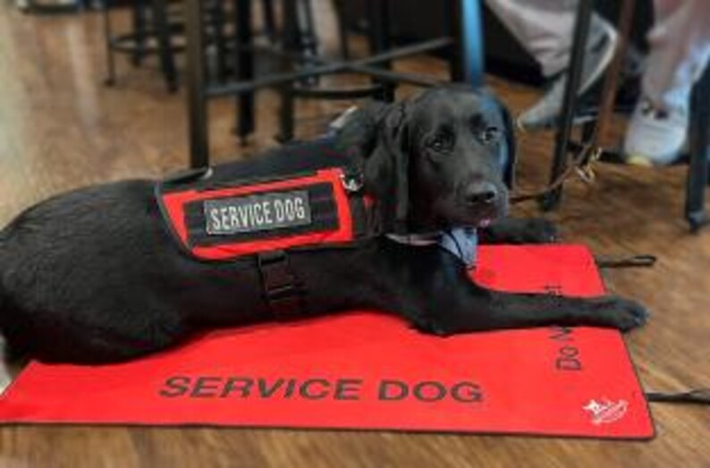 May include: A black Labrador retriever lying down on a rectangular red mat with the text SERVICE DOG printed in black. The dog wears a red harness featuring a black patch with the white text SERVICE DOG and a light blue collar around its neck.