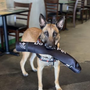 May include: A tan and black Belgian Malinois dog wearing a black harness with the text SERVICE DOG in white letters. The dog is holding a black cylindrical sleeve in its mouth that features the white text DO NOT PET and a logo with a dog icon.