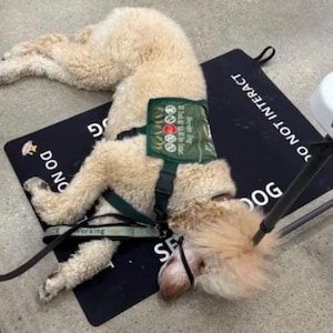 May include: A cream-colored dog lying on a black rectangular mat with the white text DO NOT INTERACT. The dog wears a dark green vest with the text SERVICE DOG DO NOT PET DO NOT DISTRACT and a black head halter with a leash attached to the harness.
