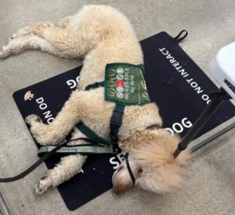 May include: A cream-colored dog lying on a black rectangular mat with the white text DO NOT INTERACT. The dog wears a dark green vest with the text SERVICE DOG DO NOT PET DO NOT DISTRACT and a black head halter with a leash attached to the harness.