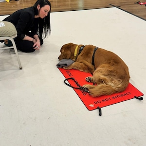 May include: A golden retriever dog wearing a black harness and yellow collar lies on a rectangular red mat. The mat features the black text DOG IN TRAINING and DO NOT INTERACT. A black leash is coiled on the mat near the dog's paws.