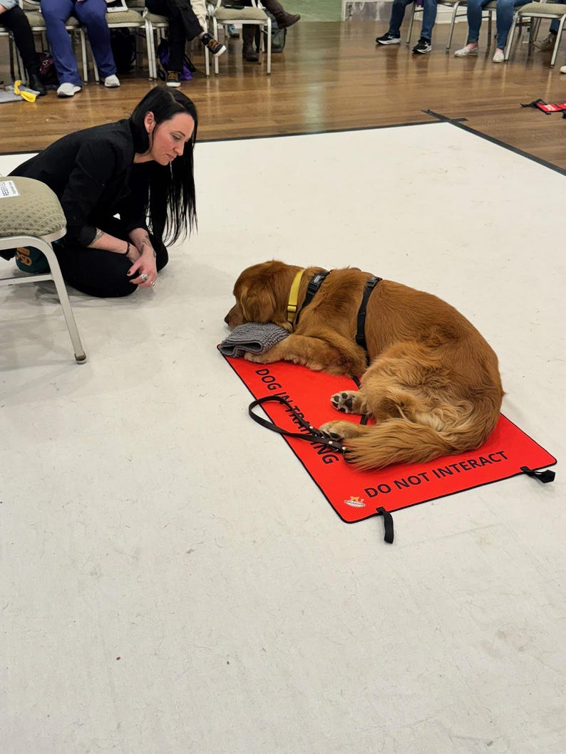 May include: A golden retriever dog wearing a black harness and yellow collar lies on a rectangular red mat. The mat features the black text DOG IN TRAINING and DO NOT INTERACT. A black leash is coiled on the mat near the dog's paws.
