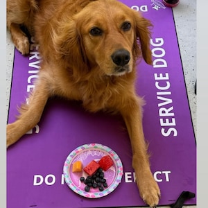 May include: A golden-colored dog lying on a purple mat with the white text SERVICE DOG and DO NOT DISTRACT printed on it. In front of the dog is a small paper plate containing a few pieces of cubed watermelon, cantaloupe, and fresh blueberries.