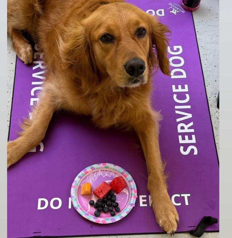 May include: A golden-colored dog lying on a purple mat with the white text SERVICE DOG and DO NOT DISTRACT printed on it. In front of the dog is a small paper plate containing a few pieces of cubed watermelon, cantaloupe, and fresh blueberries.