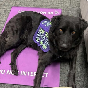 May include: A black dog lying on a purple mat with the text DO NOT INTERACT. The dog wears a purple vest with the text TASK TRAINED SERVICE DOG and three circular icons featuring a hand, a paw print, and a camera, along with a small logo.