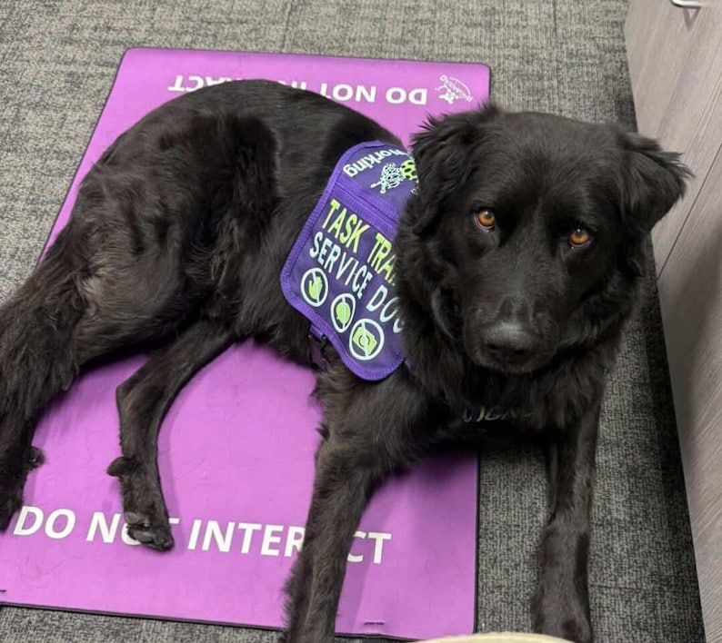 May include: A black dog lying on a purple mat with the text DO NOT INTERACT. The dog wears a purple vest with the text TASK TRAINED SERVICE DOG and three circular icons featuring a hand, a paw print, and a camera, along with a small logo.