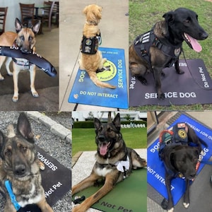 May include: A collection of rectangular service dog mats in various colors including red, blue, black, green, and purple. Each mat features the text SERVICE DOG and DO NOT INTERACT or DO NOT PET. Several dogs are shown resting on these mats.