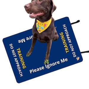 Puede incluir: Un perro marrón oscuro con un pañuelo amarillo decorado con dijes coloridos. El perro está sobre un letrero rectangular azul con texto en blanco y amarillo que dice: TRAINING DO NOT APPROACH y Please Ignore Me en varias orientaciones.
