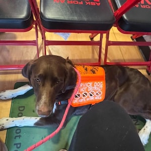 May include: A chocolate brown dog with white spotted paws wearing a bright orange service dog vest. The vest features the text SERVICE DOG DO NOT DISTRACT and LIFE HURTS, NATURE HEALS, along with four circular icons depicting prohibited actions.