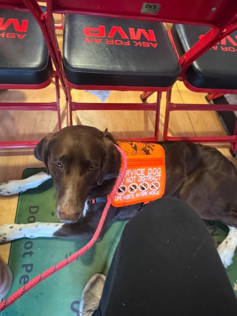 May include: A chocolate brown dog with white spotted paws wearing a bright orange service dog vest. The vest features the text SERVICE DOG DO NOT DISTRACT and LIFE HURTS, NATURE HEALS, along with four circular icons depicting prohibited actions.