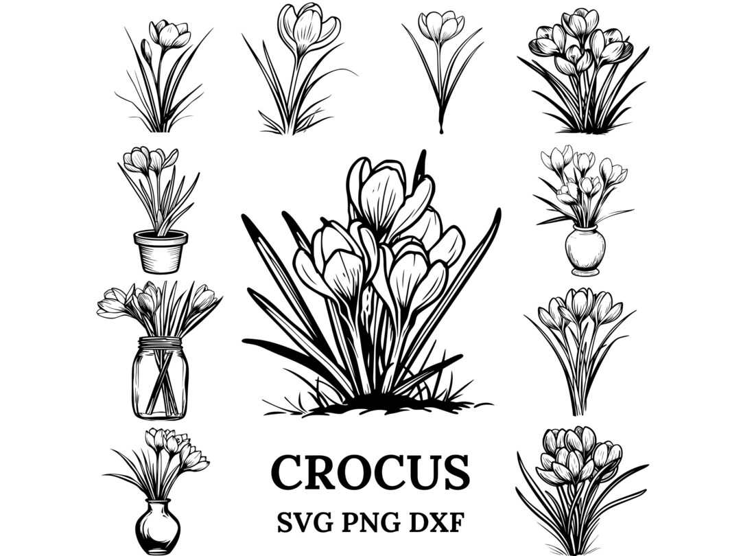 Crocus Svg, Crocus Png, Crocus Clipart, Flower Svg, Flower Png - Etsy