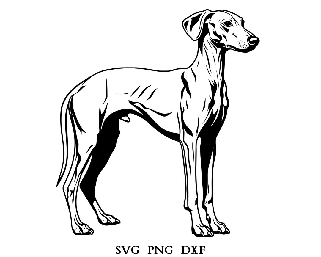 Azawakh Svg, Azawakh Clipart, Azawakh Png, Azawakh Head, Azawakh Cut ...