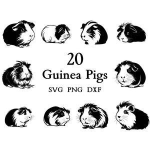 Guinea Pig Svg, Guinea Pig Bundle, Guinea Pig clipart, Guinea Pig png, Guinea Pig Cut Files for Cricut,  Cute Guinea Pig, Svg Bundle