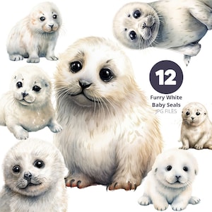 Weiße pelzige Baby Robben Clip Art, Set von 12 handgezeichneten Meeressäugetieren, arktische Wildtiere, digitale Wandkunst, entzückende niedliche Kinderzimmerdeko