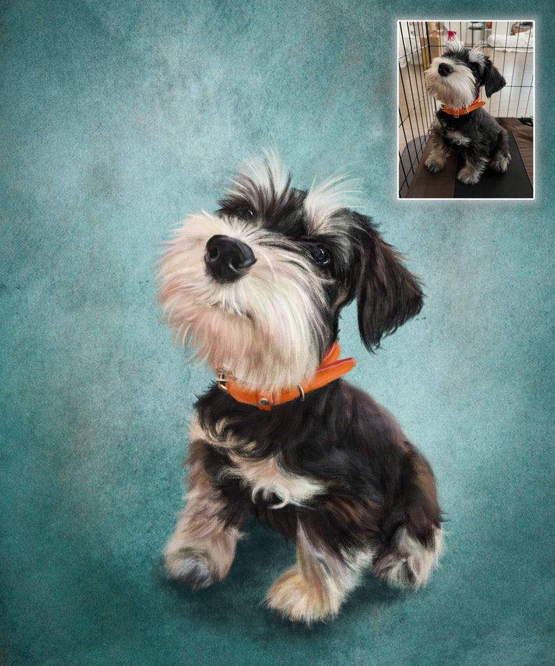 May include: A black and white miniature schnauzer dog with a brown leather collar is sitting and looking up. The dog is painted in a realistic style on a blue background.