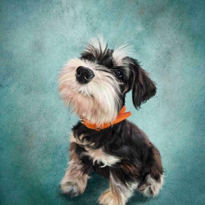 May include: A black and white miniature schnauzer puppy with a fluffy white beard and a bright orange collar, looking up with a curious expression against a teal blue background.