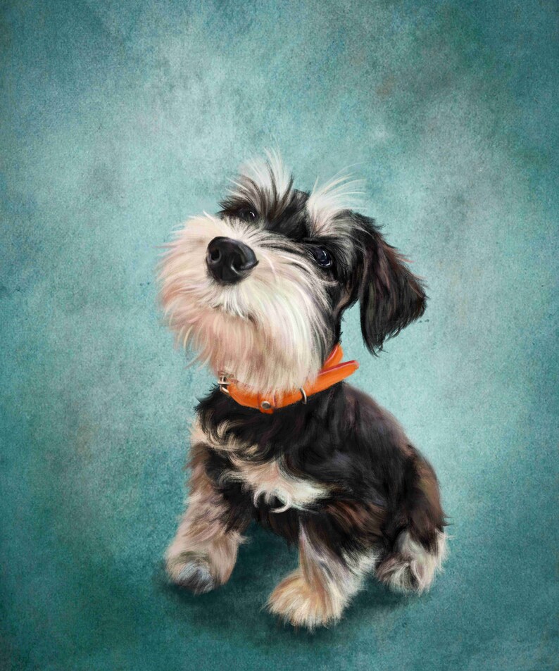 May include: A black and white miniature schnauzer puppy with a fluffy white beard and a bright orange collar, looking up with a curious expression against a teal blue background.