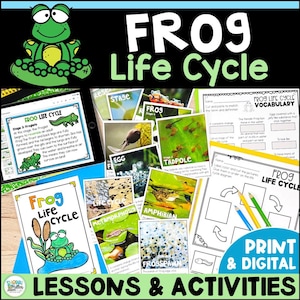 May include: A colorful set of printable educational resources for teaching children about the life cycle of a frog. The set includes a frog life cycle vocabulary sheet, a frog life cycle diagram, and a set of cards with images of the different stages of a frog's life cycle. The text "Frog Life Cycle" is printed in large, bold letters at the top of the image.
